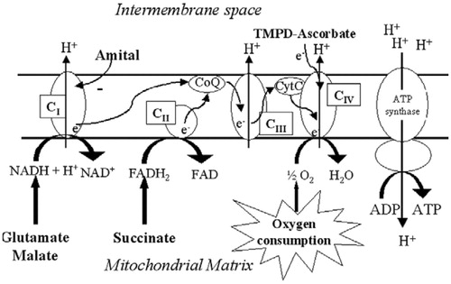 Figure 2. Schematic representation of the mitochondrial respiratory chain with specific substrates and inhibitors (modified from a previous studyCitation53). CI, complex I; CII, complex II; CIII, complex III; CIV, complex IV; TMPD, N,N,N′,N′-tetramethyl-p-phenylenediamine dihydrochloride; H, proton.