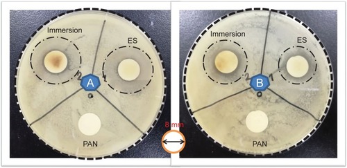 Figure 2 Antibacterial activity test: (A) Escherichia coli and (B) Bacillus.Abbreviations: PAN, polyacrylonitrile; ES, in situ electrospun.