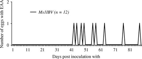 Figure 2.  Eggs with EAA were only produced by the Ms1IBV group (IBV inoculation prior to the inoculation of the M. synoviae EAA strain).