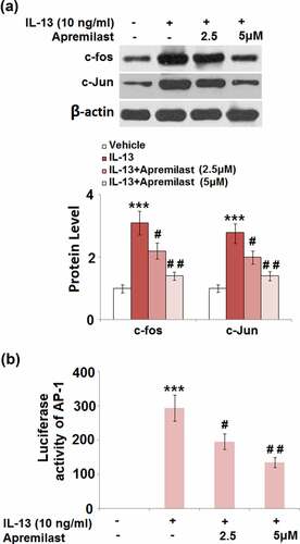 Figure 7. Apremilast prevented activation of the transcriptional factor AP-1. Cells were stimulated with IL-13 (10 ng/ml) in the presence and absence of Apremilast (2.5, 5 μM) for 24 hours. (a). The expressions of c-fos and c-Jun; (b). Luciferase activity of AP-1 (***, P < 0.001 vs. vehicle group; #, ##, P < 0.05, 0.01 vs. IL-13 group)