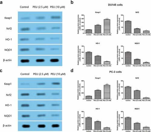 Figure 7. Effect of PEU (0, 2.5 and 10 μM) on the Keap1/Nrf2/ARE signaling pathway of prostate cancer cells. (a) Effect of PEU (0, 2.5 and 10 μM) on the expression of Keap1, Nrf2, HO-1 and NQO1 protein of androgen-independent DU145 cells; (b) Quantification of Keap1, Nrf2, HO-1 and NQO1 protein expression of androgen-independent DU145 cells; (c) Effect of PEU (0, 2.5 and 10 μM) on the expression of Keap1, Nrf2, HO-1 and NQO1 protein of androgen-independent PC-3 cells; (d) Quantification of Keap1, Nrf2, HO-1 and NQO1 protein expression of androgen-independent PC-3 cells. Results are expressed as the means ± SD of three separate determinations. *P < 0.05 and **P < 0.01 compared with control cells