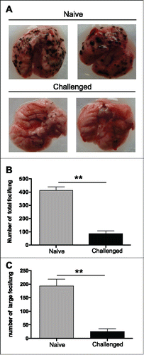 Figure 2. Long-term anti-tumor immunity in TA99-treated mice reduces B16F10 lung metastasis formation. 105 B16F10 cells were injected (i.v.) in age-matched naive or tumor-free TA99-treated C57BL/6N mice that were killed 12 d later to quantify tumor foci in the lungs. Representative images of lungs (A) and quantification of total foci (B) and foci larger than 3 mm (C) in the lungs of naive (gray bars, n = 8) and tumor-free TA99-treated mice (black bars, n = 10). In B and C, data are the mean ± SEM. **p < 0.01 (non-parametric Mann-Whitney test).