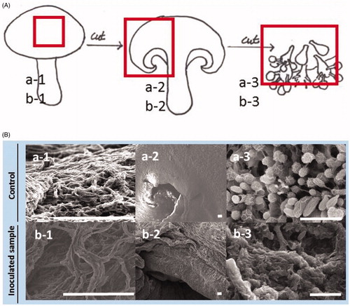 Figure 5. Scanning electron microscopic images of shiitake fruit body (Chamaram cultivar) inoculated by sterile water (a1–a3) and Cryptococcus pseudolongus DUCC 4014 (b1–b3) using a spray method. (A) Mimetic diagram of sampling position on the fruit body for SEM image analysis. Specimens of red boxed area in the control and inoculated fruit bodies were used for SEM observation, respectively; (B) SEM images of mushroom fruit bodies inoculated with sterile water (control, top pictures) and C. pseudolongus (bottom pictures). Scales: 100 μm (a-1, a-2, b-1, b-2) and 10 μm (a-3, b-3).