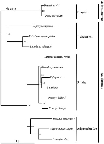 Figure 1. Phylogenetic position of Sinobatis borneensis. Dasyatis akajei (NC_021132.1) and D. bennetti (KC633222.1) were selected as the outgroup. The twelve species of Rajiformes were Zapteryx exasperata (NC_024937.1), Rhinobatos hynnicephalus (NC_022841.1), R. schlegelii (NC_023951.1), Dipturus kwangtungensis (NC_023505.2), Hongeo koreana (NC_021963.1), Raja pulchra (NC_025498.1), Raja rhina (KC914434.1), Okamejei hollandi (KP756687.1), O. kenojei (NC_007173.1), Sinobatis borneensis (KX014715), Atlantoraja castelnaui (NC_025942.1) and Pavoraja nitida (NC_024599.1).