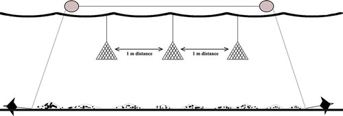 Figure 2. Three-piece net-hung mussel culture system, November 2017.