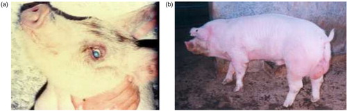 Fig. 3.  (a) Corneal opacity in natural infected piglet (‘blue eye’). (b) Testicular lesion observed in boars naturally infected by porcine rubulavirus.