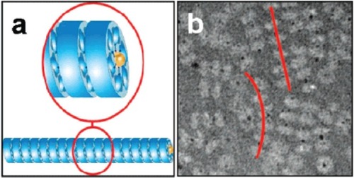 Figure 9 (a) A schematic showing the polymerization of SP1 rings (shown in blue) via interaction with gold nanodots (yellow) placed in the central cavity of the ring; (b) a TEM image of tube-like chains (highlighted by red lines) of SP1 rings (light grey) mediated by gold nanodots (black dots). Reprinted in part with permission from CitationMedalsy et al 2008. SP1 protein-based nanostructures and arrays. Nano Lett, 8:473–7. Copyright © 2008. American Chemical Society.
