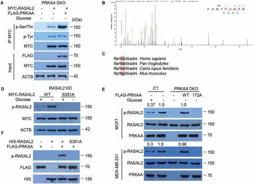 Figure 4. PRKAA phosphorylates RASAL2 at S351. (A) PRKAA-DKO MCF7 cells co-transfected MYC-RASAL2 with or without FLAG-PRKAA were cultured in the glucose-starvation medium for 4 h. The co-IP analyses were performed by using anti-MYC beads. (B) Identification of phosphorylation site(S) on RASAL2 by mass spectrometry. Immunoprecipitations of MYC-RASAL2 from the lysates of PRKAA-DKO MCF7 cells co-transfected MYC-RASAL2 with FLAG-PRKAA as generated in (A) were used for mass spectrometry analysis. The results showed a tryptic peptide (FARTTpSKTKAD) from FLAG-PRKAA treated RASAL2 protein with a mass shift of +79.9663 Da at the serine residue. The results suggested that S351 was phosphorylated. (C) S351 in human RASAL2 protein is evolutionally conserved in different species. S351 residues in the box are highlighted in bold. (D) RASAL2-KO MCF7 cells transfected with indicated RASAL2 constructs were incubated with or without glucose deprivation for 4 h. The cell lysates were used for immunoblotting as indicated. (E) MCF7 or MDA-MB-231 cells with or without PRKAA DKO and reconstituted expression of FLAG-PRKAA (WT or T172A) were cultured in the presence or absence of glucose starvation medium for 4 h. The cell lysates were used for immunoblotting as indicated. The relative amount of p-S351 RASAL2 was semi-quantified by grayscale analysis. (F) PRKAA phosphorylates RASAL2 in vitro. In vitro kinase assay carried out with purified HIS-RASAL2 or HIS-RASAL2S351A, purified activated-FLAG-PRKAA complex prepared from 293 T cells expressing FLAG-PRKAA after glucose starvation for 4 h and nonradioactive ATP, and mixed in the reaction buffer for 20 min at 30°C. Immunoblotting analyses were performed with the indicated antibodies