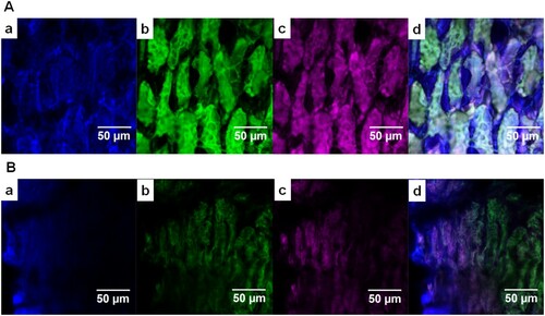 Figure 3. The CLSM images of SBM before and after 24 h of BS12 fermentation. Notes: (a) β-polysaccharides (CW), blue; (b) proteins (FITC), green; (c) α-polysaccharides (Con A), pink; (d) merged image of (a)–(c). Bar = 50 μm.