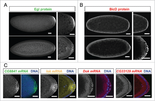 Figure 2. Egl targets are enriched for mRNAs localizing to pole plasm and pole cells. 21% (10/47) of the BicD/Egl targets localize to the pole plasm or pole cells compared to 8.4% of a random set.Citation6 (A) Egl protein is enriched in the pole plasm (upper panels, embryo in syncytial division before polar bud formation) and in pole cells (lower panels, embryo in late stage 4). (B) BicD protein signal is detected slightly enriched in pole plasm and pole cells. Stages are as in A). (C) In situ hybridization to whole-mount wild-type embryos (wt, OreR) using antisense RNA probes for the candidate mRNAs CG8841, lok, Dok and CG33129. Hoechst (blue) visualizes the DNA. Scale bars are 30 μm.