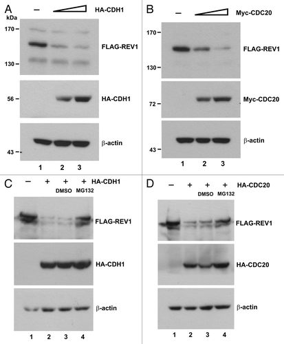 Figure 2. CDH1 and CDC20 promote REV1 degradation. (A) HEK293T cells were co-transfected with FLAG-REV1 plus empty vector (lane 1) or plus increasing dose of HA-CDH1-expression plasmids (lanes 2–3) for 48 h. FLAG-REV1 and HA-CDH1 proteins were detected with anti-FLAG and anti-HA antibodies, respectively. (B) Cells were co-transfected with FLAG-REV1 plus empty vector (lane 1) or plus increasing dose of Myc-CDC20 expression plasmids (lanes 2–3). (C) Proteasome inhibitor MG132 prevents CDH1-promoted degradation of REV1. Cells were transfected with FLAG-REV1 and HA-CDH1 (lanes 2–4) for 48 h. DMSO (lane 3) or 20 μM MG132 (lane 4) was added to cells for 6 h before harvest. (D) MG132 prevents CDC20-dependent degradation of REV1. Cells were co-transfected with FLAG-REV1 and HA-CDC20 plasmids and were then treated with MG132.