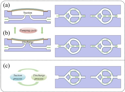 Figure 6. Working principle of VPMGRF. (a) Flow mechanism during suction; (b) Flow mechanism during discharge; (c) Recirculating flow during a pumping cycle.