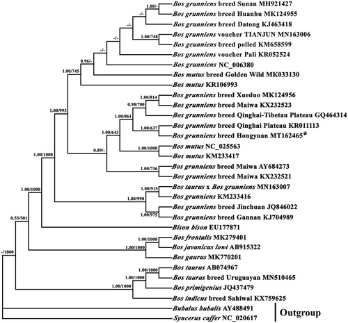 Figure 1. Phylogenetic relationship of mitochondrial genomes of 30 close species and Bubalus bubalis and Syncerus caffer as outgroups based on the nucleotide dataset of the 13 mitochondrial protein-coding genes. Branch lengths and topology are from the ML analysis. Numbers above branches specify posterior probabilities from Bayesian inference (BI) and bootstrap percentages from maximum likelihood (ML, 1000 replications) analyses. Tree topologies produced by Bayesian inferences (BI) and maximum likelihood (ML) analyses were similar. Bayesian posterior probability and bootstrap support values for ML analyses are shown orderly on the nodes and the symbol "-" indicates that the posterior probability is less than 0.5 or bootstrap support value is less than 500. The asterisks indicate new sequences generated in this study.