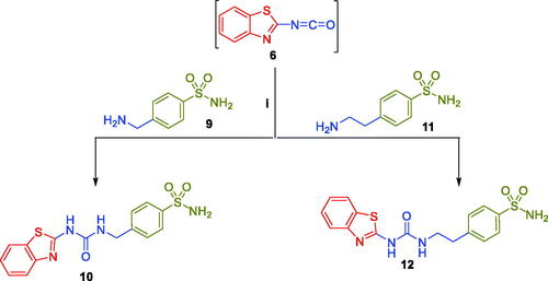 Scheme 2. Synthesis of target benzothiazole-derived sulphonamides 10 and 12.