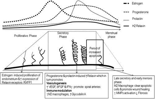 Figure 2. Alterations of sex hormone and relaxin levels regulating menstrual cycle. Graphical display of changes in sex hormone and relaxin levels as well as the endometrium during the menstrual cycle. VEGF, vascular endothelial growth factor; bFGF, basic fibroblast growth factor; IFNγ, Interferon gamma; MMPs, Matrix metalloproteinases.