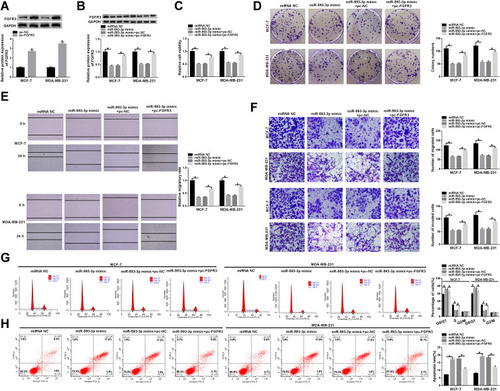 Figure 6 MiR-593-3p overexpression hindered BC cell malignant progression in vitro by FGFR3. (A) FGFR3 expression by Western blot in MCF-7 and MDA-MB-231 cells transfected with pc-NC or pc-FGFR3. MCF-7 and MDA-MB-231 cells were transfected with miRNA NC, miR-593-3p mimic, miR-593-3p mimic+pc-NC, miR-593-3p mimic+pc-FGFR3, followed by the detection of FGFR3 expression by Western blot (B), cell viability by CCK-8 assay (C), cell colony formation using a standard colony formation assay (D), cell migration and invasion by wound-healing or transwell assay (E and F), cell cycle progression (G) and apoptosis (H) by flow cytometry. *P < 0.05.