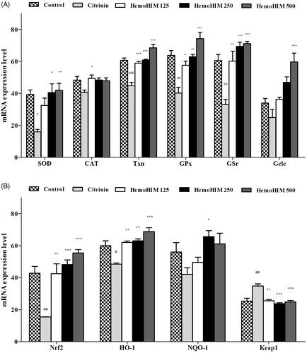 Figure 2. Effect of HemoHIM on levels of (A) SOD, CAT, GPx, GSr, Gclc and (B) Nrf-2, HO-1, NQO-1, Keap1 in citrinin-induced oxidative stress in L6 skeletal muscle cell. Significant difference from control (#p < 0.05, ##p < 0.01, ###p < 0.001) and from citrinin group (*p < 0.05, **p < 0.01, ***p < 0.001).