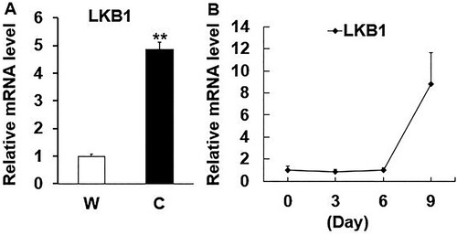Figure 2. The expression patterns of LKB1 in yak adipose tissues and during adipogenesis. (A) The mRNA level of LKB1 in subcutaneous adipose tissue from warm- (W) and cold-season (C) yaks. (B) The mRNA levels of LKB1 during preadipocytes adipogenic differentiation. N = 6, the number of samples are biological replicates. Error bars: S.E.M., **P < 0.01.