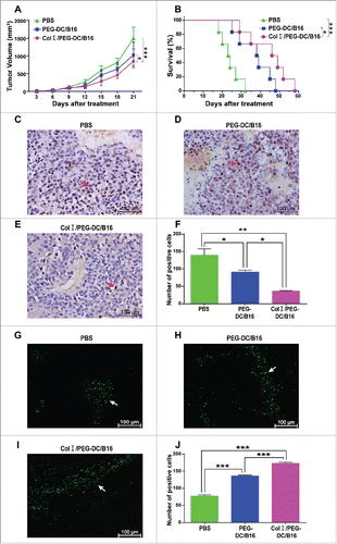 Figure 3. Anti-tumor activity of the Col I/PEG-treated DC/B16 fusion cell vaccine in vivo. Melanoma-bearing mice were treated with fusion cells (5 × 106) induced by PEG with or without Col I, or PBS every 7 d (3 treatments) for a total of 21 d. (A) Tumor volume and (B) survival were determined. The asterisks indicated a significant difference between the Col I/PEG-DC/B16 group and the PEG-DC/B16 group (*p < 0.05). (C-E) Expression of PCNA was detected by immunohistochemistry. A representative experiment (n = 5) is shown. Original magnification, × 400. The arrows indicated the expression of PCNA. (F) Quantification of PCNA expression. (G-J) Apoptosis was analyzed by TUNEL assay and the arrows indicate apoptotic tumor cells. Original magnification, × 400. The asterisks indicated significant differences as follows: *p < 0.05, **p < 0.01, ***p < 0.001.