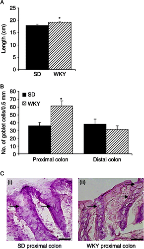 Figure 5  Goblet cell hyperplasia in WKY rats. (A). The bar chart demonstrates the small but significant increase in colonic length in WKY rats (hatched bars, n = 10) versus SD rats (filled bars, n = 10). (B). The histogram illustrates that the mean number of goblet cells in the crypts (counted for 0.5 mm of muscularis mucosae) are increased in the proximal colon of WKY rats (n = 15 sections from five rats) but unchanged in the distal colon. (C). Representative H&E stained colonic sections illustrate increased numbers of goblet cells in the proximal colon of WKY rats (ii) as compared to SD colons (i). Goblet cells are indicated by the arrows. Scale bar = 100 μm. Values are mean ± SEM. *indicates p ≤ 0.05.