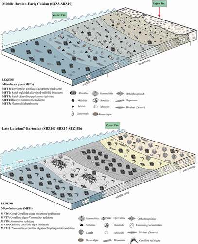 Figure 12. Palaeoenvironmental evolution of microfacies and biota of the Eocene shallow-marine successions from the eastern Alborz region