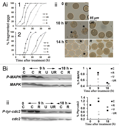 Figure 3. Roscovitine delays fragmentation of unfertilized eggs whether or not they are deprived of MAPK1/3 activity. Unfertilized eggs were not treated (Control, C) or treated with 2 µM U0126 (U), 20 µM roscovitine (R), or with both inhibitors (UR). (A) Fragmentation. (i) time course in two different batches of eggs (1 and 2); (ii) images from experiment 1 of unfertilized eggs taken at time 0, 10 or 14 h after treatment. Only eggs showing clear huge blebs and extrusions of cytoplasm were counted as fragmented (indicated with a star in ii). (Bi) P-MAPK1/3 levels; (ii) P-CDK1(Tyr15) levels. Western blot (left panels) using anti-P-MAPK1/3 antibody or anti-P-CDK1(Tyr15) antibody and quantification of signals (right panels).