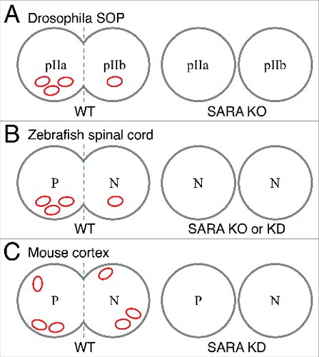 Figure 1. Schematic diagrams depicting SARA's distribution and roles in asymmetric mitosis of 3 different nervous systems. (A) SARA--positive endosomes (depicted in red compartments) accumulate in the pIIa cell during Drosophila SOP mitosis, although SARA mutant flies exhibit normal cell fate choice and SOP development. (B) In the zebrafish spinal cord, SARA endosomes predominantly accumulate to one of the daughter cells irrespectively if mitosis is symmetric or asymmetric. Only in the asymmetric lineage, SARA accumulation correlates with the progenitor type (P) fate. Either SARA KD or KO increases the proportion of neurons (N) at the expense of the progenitor type cell number. (C) In the mouse cortex, SARA endosomes distribute equally between daughter cells of apical progenitors. The proportion of progenitor (P) and neuron (N) daughter cells is not altered after SARA KD.