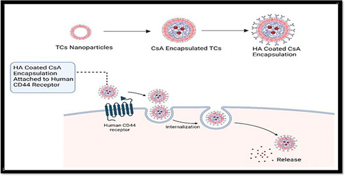 Figure 1 Localized delivery of CsA to triple-negative breast cancer cells by HA-coated ThC nanoformulation following receptor-mediated endocytosis.