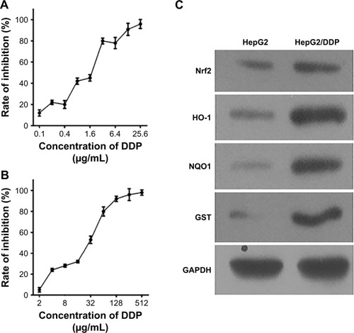 Figure 2 Nrf2 was overexpressed in cisplatin-resistant human hepatocellular carcinoma HepG2/DDP cells.
