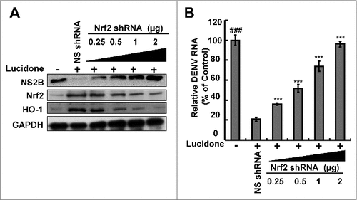 Figure 8. Restoration of DENV protein synthesis and RNA replication by inhibition of Nrf2 expression in lucidone-treated cells. Silencing Nrf2 expression attenuated the induction of HO-1 and the antiviral activity of lucidone. DENV-infected cells were transfected with different amounts (0–2 µg) of Nrf2-specific shRNA and treated with or without 40 µM lucidone for the detection of (A) DENV protein synthesis and (B) DENV RNA replication after incubation for 3 days. Western blotting was performed using anti-DENV NS2B, anti-Nrf2, anti-HO-1, and anti-GAPDH antibodies. GAPDH protein levels showed equal loading of cell lysates. Total cellular RNA was extracted and analyzed by qRT-PCR. The ratio of DENV RNA level was normalized by cellular gapdh mRNA level. “0” indicates treatment with 0.1% DMSO. The RNA levels were presented as percentage changes compared to those in lucidone-untreated cells, in which the level was presented as 100%. Results are expressed as mean ± SD (error bar) of three independent experiments. #P versus non-specific shRNA transfected control group; #P versus DENV-infected control group.