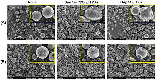 Figure 3. In vitro degradation test of fabricated MS. DOX MS (A) and DOX/HACE MS (B) were incubated in PBS (pH 7.4) and FBS for 14 days. The morphology of MS was observed by SEM (scale bar = 20 μm). Inset with the yellow boundary indicates the magnified image (scale bar = 2 μm).