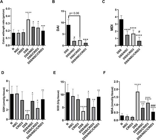 Figure 7 Effect on colon/weight ratio, DAI, MDI, GSH, SOD, and MDA. Effect of NSC, CRID3 and NSC/CRID3 on (A), colon weight/length ratio; (B), disease activity index (DAI); (C), macroscopic damage index (MDI); (D), reduced glutathione (GSH); (E), superoxide dismutase (SOD) and (F), malondialdehyde (MDA). +P < 0.05 vs N, ++P < 0.01 vs N, +++P < 0.001 vs N, ++++P < 0.0001 vs N, *P < 0.05 vs DSS, **P < 0.01 vs DSS, ***P < 0.001 vs DSS, ****P < 0.0001 vs DSS, #P < 0.05 vs DSS/CRID3, ###P < 0.001 vs DSS/CRID3.