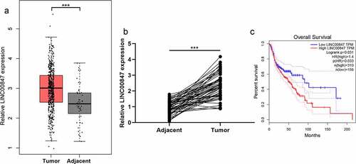 Figure 1. LINC00847 expression is up-regulated in LSCC tissues A. LINC00847 expression characteristics in LSCC tissues and adjacent tissues were analyzed using the GEPIA database. B. qRT-PCR was performed to detect LINC00847 expression in 55 pairs of LSCC tissues and adjacent tissues. C. The Kaplan-Meier database was used to analyze the relationship between LINC00847 expression and LSCC patients’ survival. *** P < 0.001.