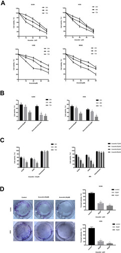 Figure 1 Acacetin inhibits cell proliferation in OS cells. (A) Acacetin inhibits human osteosarcoma cell proliferation. 143B, MG63, SJSA and HOS cells were treated with acacetin (0, 15, 30, 45, and 60 μM) for the indicated times (24, 48 and 72 h), followed by assessment of the inhibition rate by the CCK-8 assay (n=3). (B) After the SJSA and HOS cells were treated with 40mL of acacetin for the indicated times (24, 48 and 72 h), the cell viability was measured with CCK-8 assay and compared with the doxorubicin. (C) SJSA, HOS and osteoblast cells were treated with 40 μM acacetin for the indicated times (24, 48 and 72 h) or treated with increased concentrations of acacetin for 48 h and the cell viability was measured with CCK-8 assay. (D) Colony-formation assay of SJSA and HOS cells treated with the DMSO or acacetin. The histogram shows the ratio of clone formation. Control group was normalized to 100%. *P<0.05, significantly different compared with control.