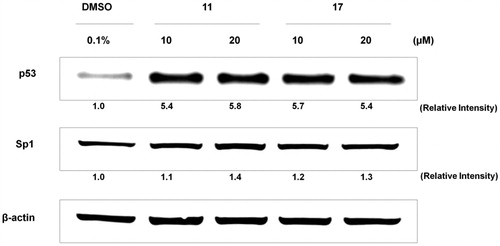 Figure 3. Effect of selected chalcones 11 and 17 on Sp1 and p53 proteins expression in MCF-7 cell line.