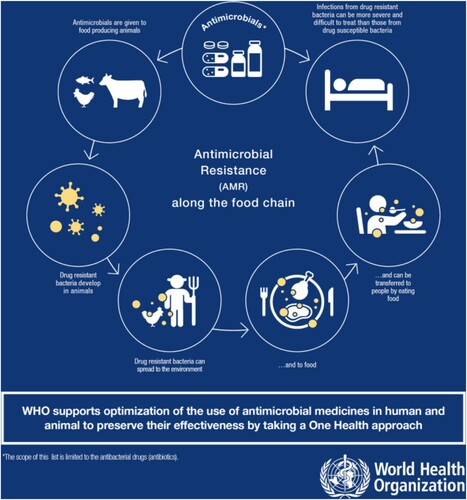 Figure 2. The One Health dimensions of antimicrobial resistance. Reproduced with permission of World Health Organisation from ‘Infographics: Antibiotics in the Food Chain. WHO list of critically important antimicrobials (WHO CIA list) – 5th revision’ https://www.who.int/foodsafety/areas_work/antimicrobial-resistance/AMR-food-chain-infographics/en/ Copyright © WHO (2017), all rights reserved?