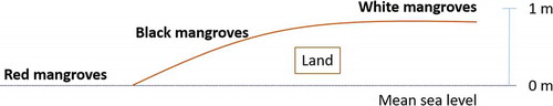 Figure 4. The zonation of 3 different mangroves with respect to elevation