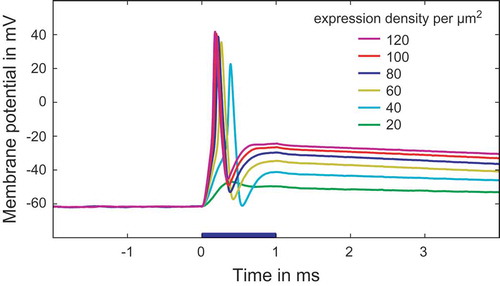 Figure 4. Optical stimulation (1 ms light pulse, 4.5 mW/mm2, blue bar) of a modeled neuron with ChR2 (expression densities: 20–120μm−2). Neurons with higher ChR2 expression depolarize faster and exhibit a shorter first-spike latency.