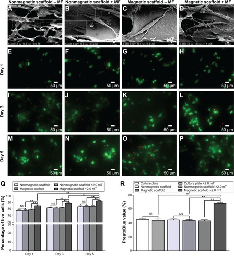 Figure 10 SEM and Live/Dead staining of the SCs cocultivated with scaffold in each group.Notes: (A–D) Representative images of SEM at 24 hours after seeding, (E–H) Live/Dead staining at Day 1, (I–L) Day 3, and (M–P) Day 5 in the nonmagnetic scaffold group, nonmagnetic scaffold + MF group (2.0 mT), magnetic scaffold group, and magnetic scaffold + MF group (2.0 mT). The percentage of living SCs (Q) and PrestoBlue assay values (R) in each group were obtained by averaging the results of five samples for each group. Scale bars: (E–P) 50 µm (magnification 60×). All data are expressed as means ± standard error of mean. *P<0.05; **P<0.01.Abbreviations: SEM, scanning electron microscopy; SCs, Schwann cells; MF, magnetic field; NS, not significant.