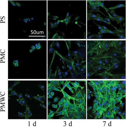 Figure 5 CLSM images of MC3T3-E1 cells stained by FITC (green) and DAPI (blue) after cultured on PS, PMC, and PMWC for 1, 3, and 7 days. Scale bar of 50 μm is applicable to all.Abbreviations: CLSM, confocal laser scanning microscopy; MC3T3-E1, mouse pre-osteoblastic cell line; FITC, fluorescein isothiocyanate; PS, polybutylene succinate; PMC, polybutylene succinate-magnesium phosphate composite scaffolds; PMWC, polybutylene succinate-magnesium phosphate-wheat protein composite scaffolds.