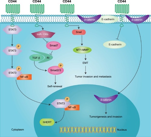 Figure 3 Representative signal pathways induced by CD44.