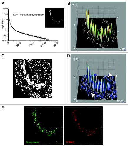 Figure 3. Comparison of image segmentation using WatershedCounting3D and 3D3I. The same HeLaM cell, expressing CD8-furin and stained for CD8 and TGN46, shown in Figure 2 was used for analyses. (A) Histogram of intensities from a z-stack of deconvolved images of TGN46 staining; the maximum intensity projection is shown in the inset. (B) The three dimensional surface plot of pixel intensities for TGN46 (red) and CD8 (green) is shown as the merged image. Height indicates relative intensity. (C) WatershedCounting3D was used to identify objects and create a mask based on TGN46 staining. (D) The mask shown in (C) was false-colored blue and imported into the three dimensional intensity plot shown in (B). Blue regions indicate areas contained in the segmented mask. Arrows highlight regions of the mask that occur in areas of low intensity. (E) We used the same deconvolved z-stack of TGN46 (red) staining to generate an isosurface using Imaris (shown in green) as described under Materials and Methods. Isosurface generation results in fewer objects being identified in the regions of low signal intensity [e.g., compare panel (E) to (C)].