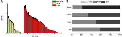 Figure 1 (A) The level of biofilm formation was assessed for E. coli isolate. (B) Distribution of resistance phenotypes among different biofilm production capacities displayed as a percentage stacked bar graph. Strains were divided into three groups according to their antibiotic resistance phenotypes: non-multidrug-resistant (non-MDR), multidrug-resistant (MDR), and extensively drug-resistant (XDR). Optical density at 550 nm (OD550) represents biofilm forming capacity.