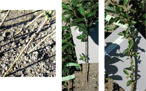 Figure 2  The initial breaking of terminal buds in newly planted rootstock stems (left) that later develop into dominant shoots establishing apical dominance. Lower axillary buds either remain dormant or produce a few weak axillary shoots when budbreak is not induced (centre). TDZ (1000 mg L−1) application strongly induced the breaking of axillary buds (right).