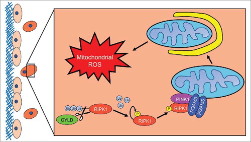 Figure 1. RIPK1 mediated induction of mitophagy during ECM detachment. When a cell detaches from extracellular matrix (ECM) (here depicted as the red cell detached from the blue ECM), Cylindromatosis (CYLD) will deubiquitinate receptor interacting protein kinase 1 (RIPK1) to promote its stability. Subsequently, RIPK1 will become fully active via autophosphorylation at S161. Next, RIPK1 will bind to and interact with phosphoglycerate mutase family member 5 (PGAM5) and PTEN-induced putative kinase 1 (PINK1). The formation of this complex will protect PINK1 from Presenilin associated rhomboid like (PARL) protease-mediated degradation, enabling PINK1 to promote mitophagy. As a consequence of mitophagy induction, ECM-detached cells experience diminished isocitrate dehydrogenase 2 (IDH2)-mediated NADPH production in the mitochondria and the subsequent elevation in mitochondrial ROS levels leads to non-apoptotic cell death.