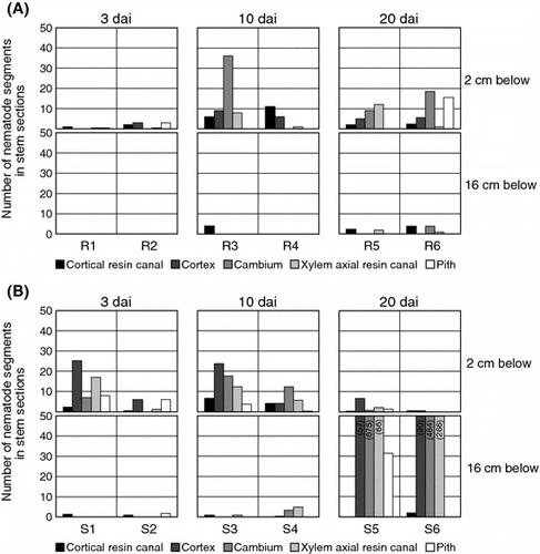 Fig. 3 Number of pine wood nematodes distributed in individual tissues in cross-sections of resistant (a) and susceptible (b) P. thunbergii. For tissues containing more than 50 nematodes, the numbers of nematodes are shown in parentheses on the column. R1–R6 and S1–S6 indicate individual resistant and susceptible trees, respectively