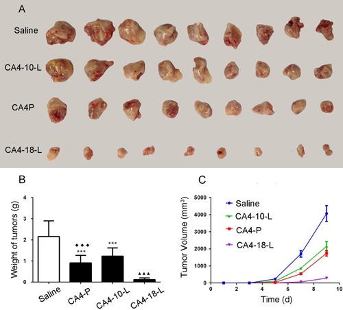 Figure 7 Antitumor activity of CA4P, CA4-10-L, and CA4-18-L in S180 tumor-bearing mice. (A) Excised S180 tumor. (B) Tumor weights and volumes (C) of different treatment groups. Data are presented as mean±SD (n=9). ***P<0.001 compared with saline. ▲▲▲P<0.001 compared with CA4P. ◆◆◆P<0.001 compared with CA4-18-L.Abbreviations: CA4P, combretastatin A4 phosphate; CA4-10-L, combretastatin A4-10 liposomes; CA4-18-L, combretastatin A4-18 liposomes.