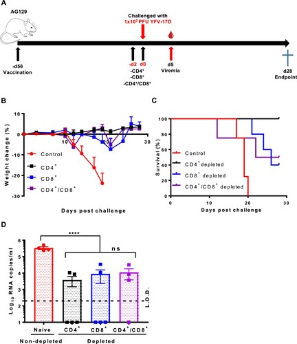 Figure 6. CD8+ T cells play a crucial role in the control and clearance of YFV-17D. (A) Schematic representation of T cell depletion in AG129 mice. Mice were either sham-vaccinated (n = 4) or vaccinated with 1 × 104 PFU of YF-ZIKprM/E (n = 4–5/group). Ten weeks after vaccination, vaccinated mice were depleted of either CD4+ (black squares n = 5), CD8+ (blue squares, n = 5) or both (purple squares, n = 4) and challenged i.p. with 1 × 103 PFU of YFV-17D. Weight change (B) and survival (C) was monitored over a period of 28 days following challenge. (D) Viremia was quantified by qRT-PCR 5 days post challenge [CD4+ (black squares, n = 5), CD8+ (blue squares, n = 5) or CD4+/CD8+ depleted (purple squares, n = 4)] presented as mean values ± SEM. To compare viremia between groups, two-way ANOVA with Bonferroni correction was used and P-values < 0.05 were considered statistically significant. ****P < 0.0001. ns = not significant. Dotted line denotes the limit of detection (L.O.D.) of the assay.