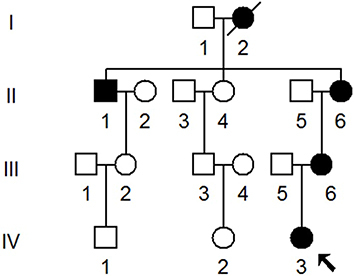 Figure 1 One Han Chinese family with NSHL, arrow indicated the proband.