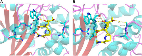 Figure 2 Active-site tertiary structure comparison of OXA-23-meropenem complex (A) with the model of OXA-423-meropenem complex (B). Distances (Å) are displayed as yellow dashed lines.